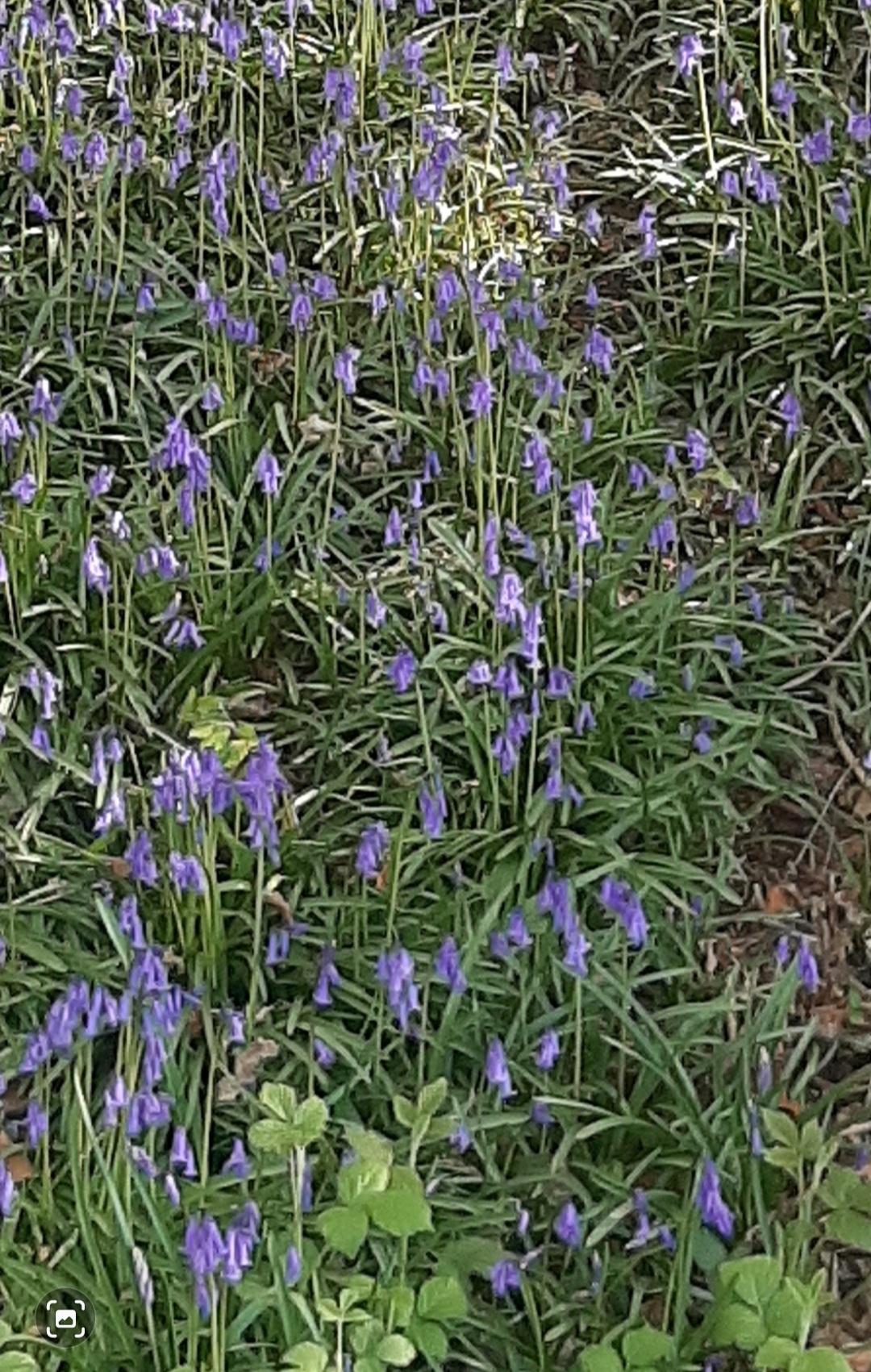 20250417 rs carville 3