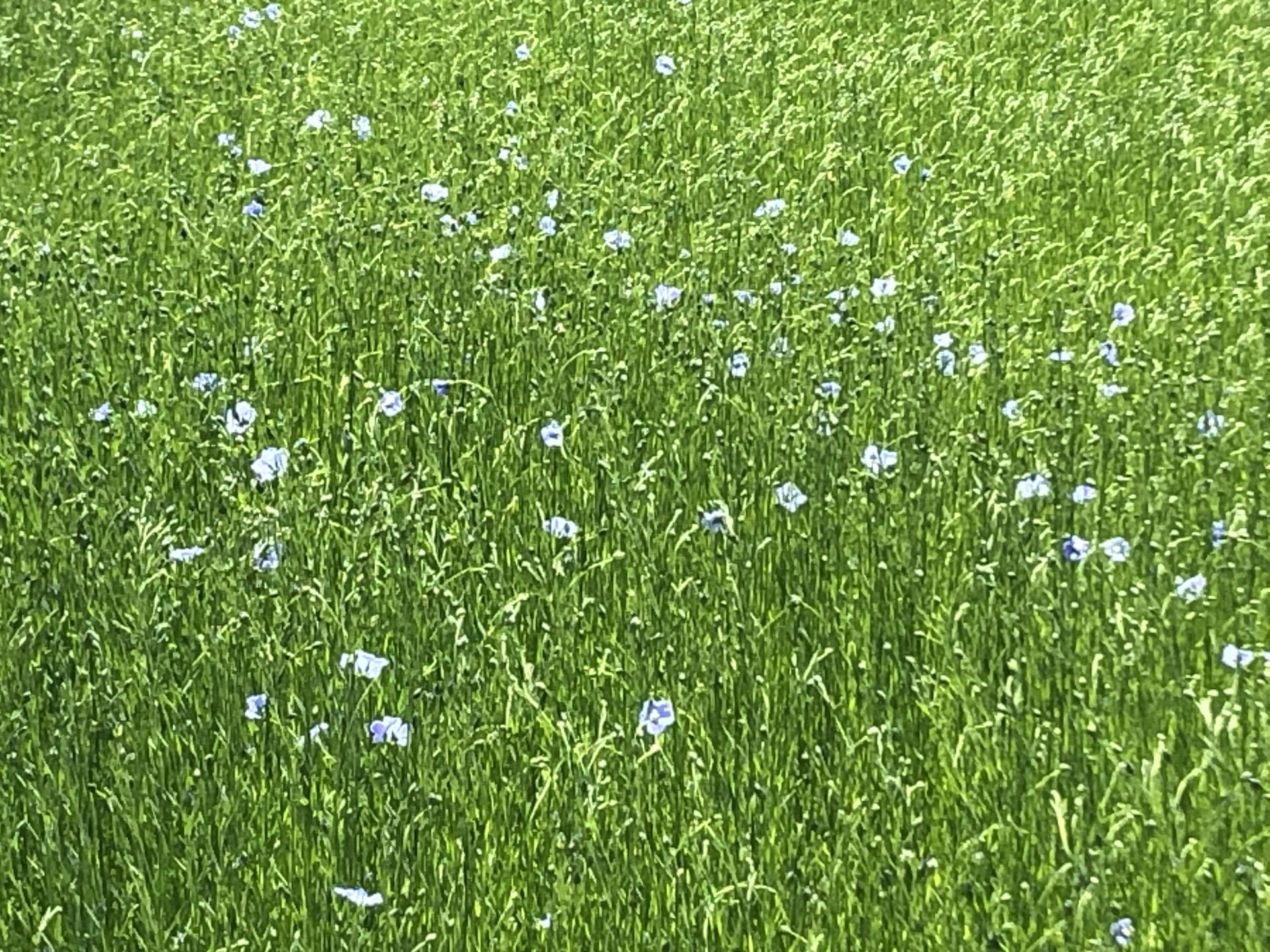 20250502 cyclo fleur de lin