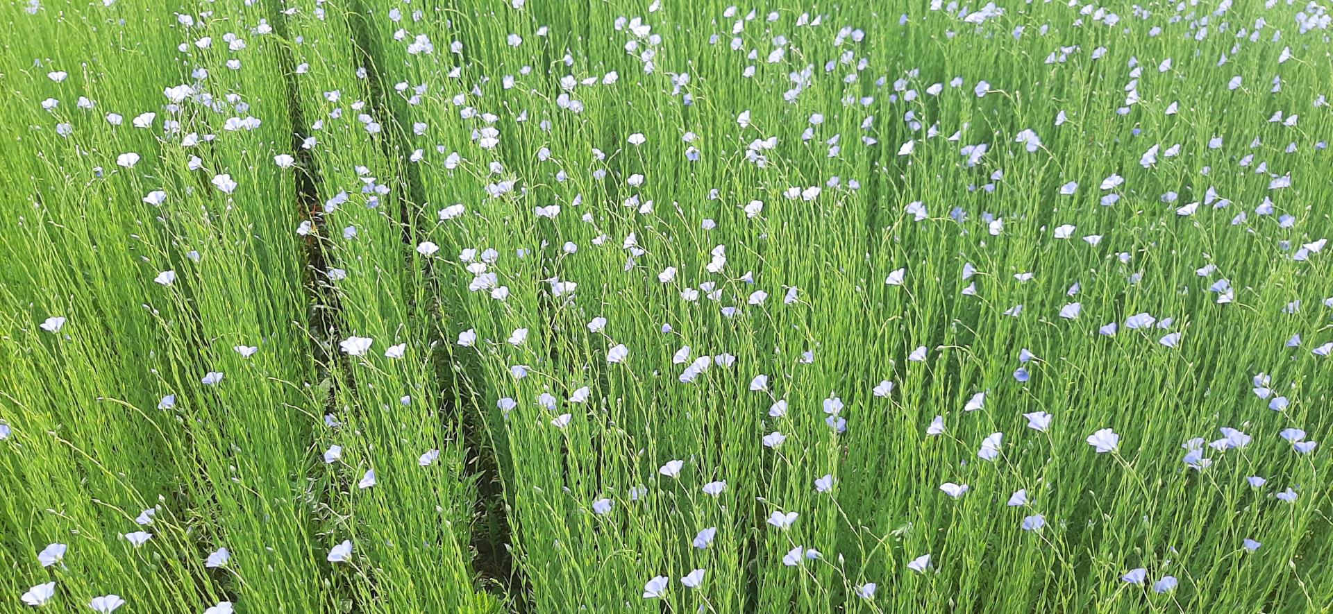 20250602 rando veulettes st valery 5