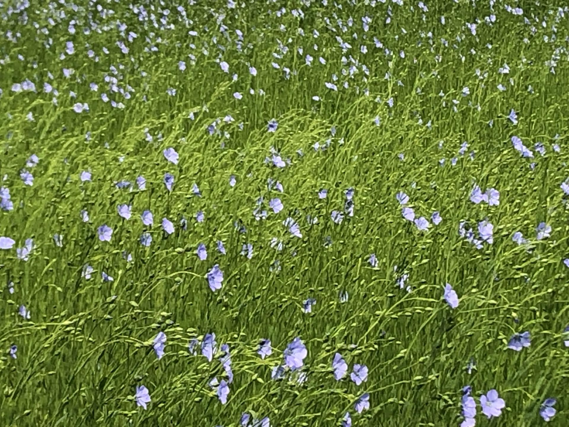 20250603 ballade de fleurs 1