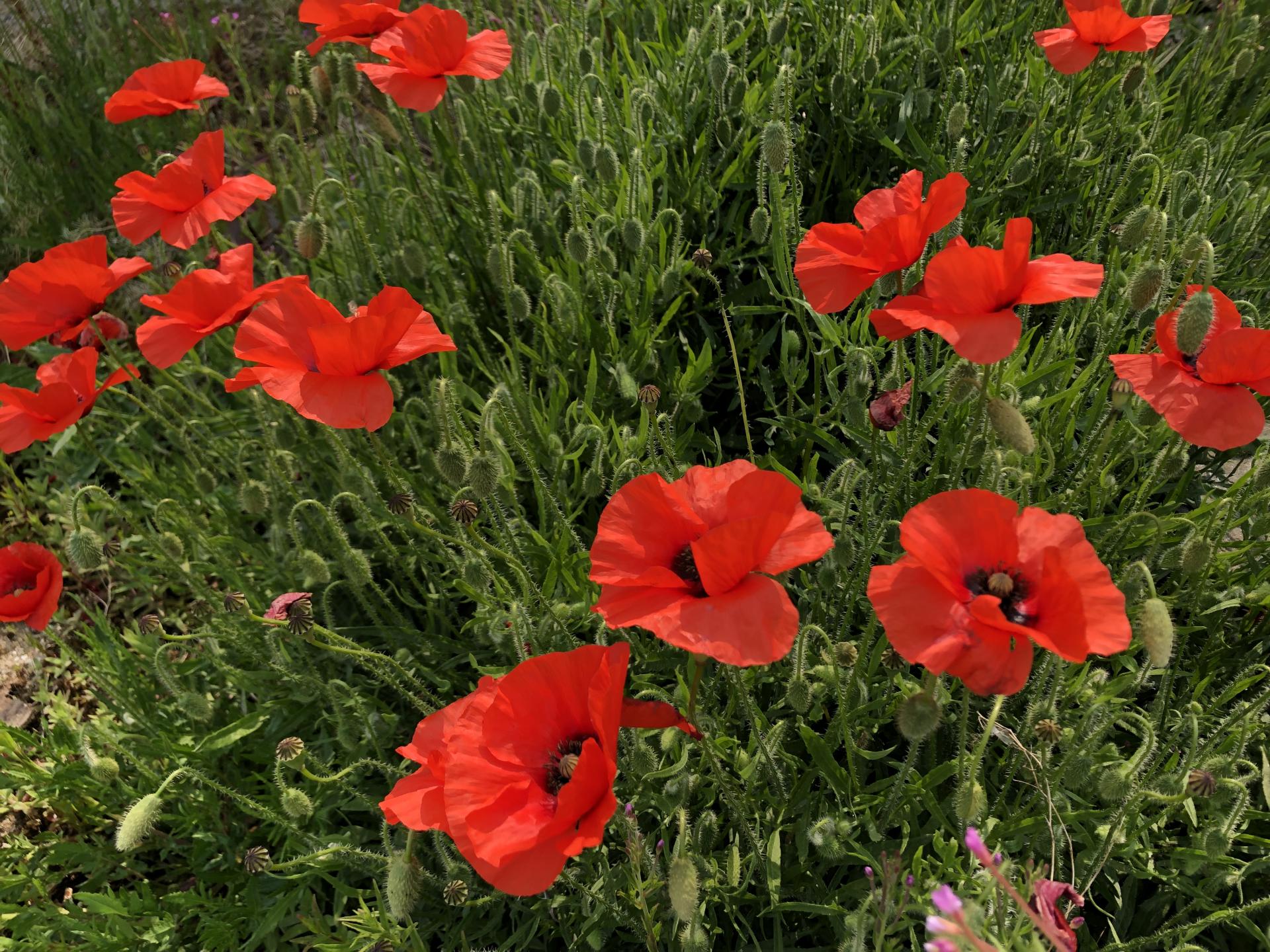 20250603 ballade de fleurs 2