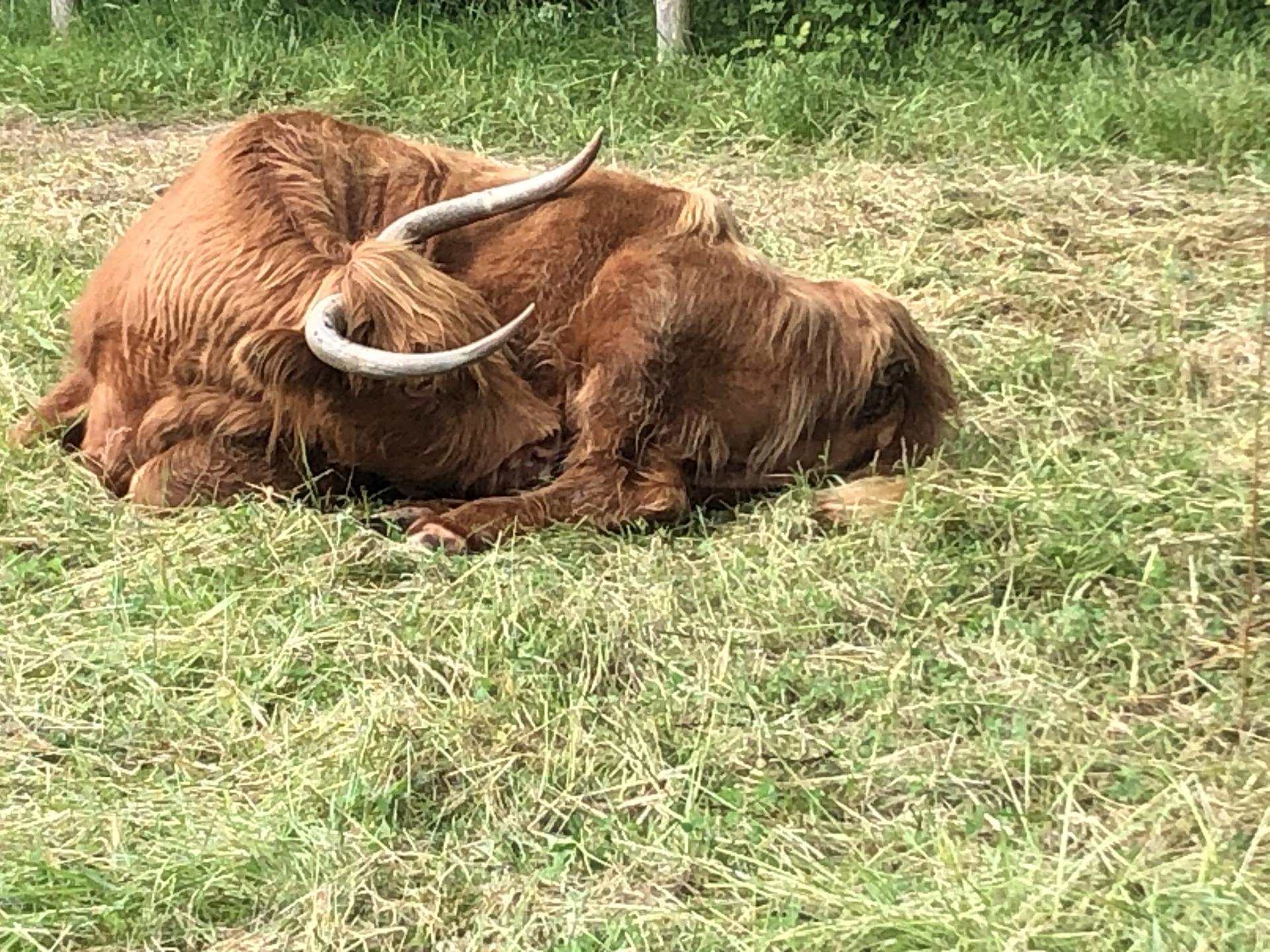 20250620 sortie velo veulettes 1