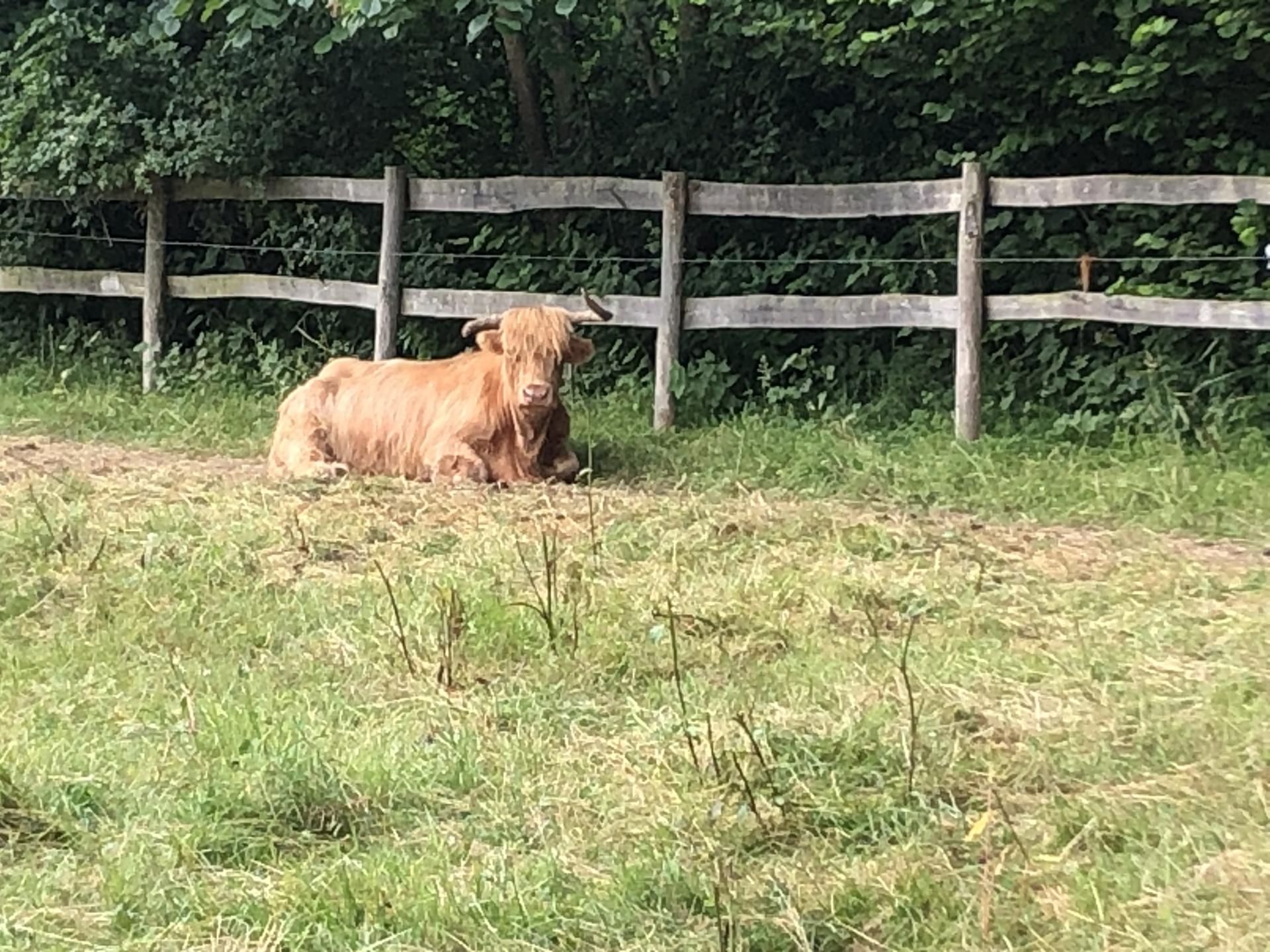 20250620 sortie velo veulettes 3