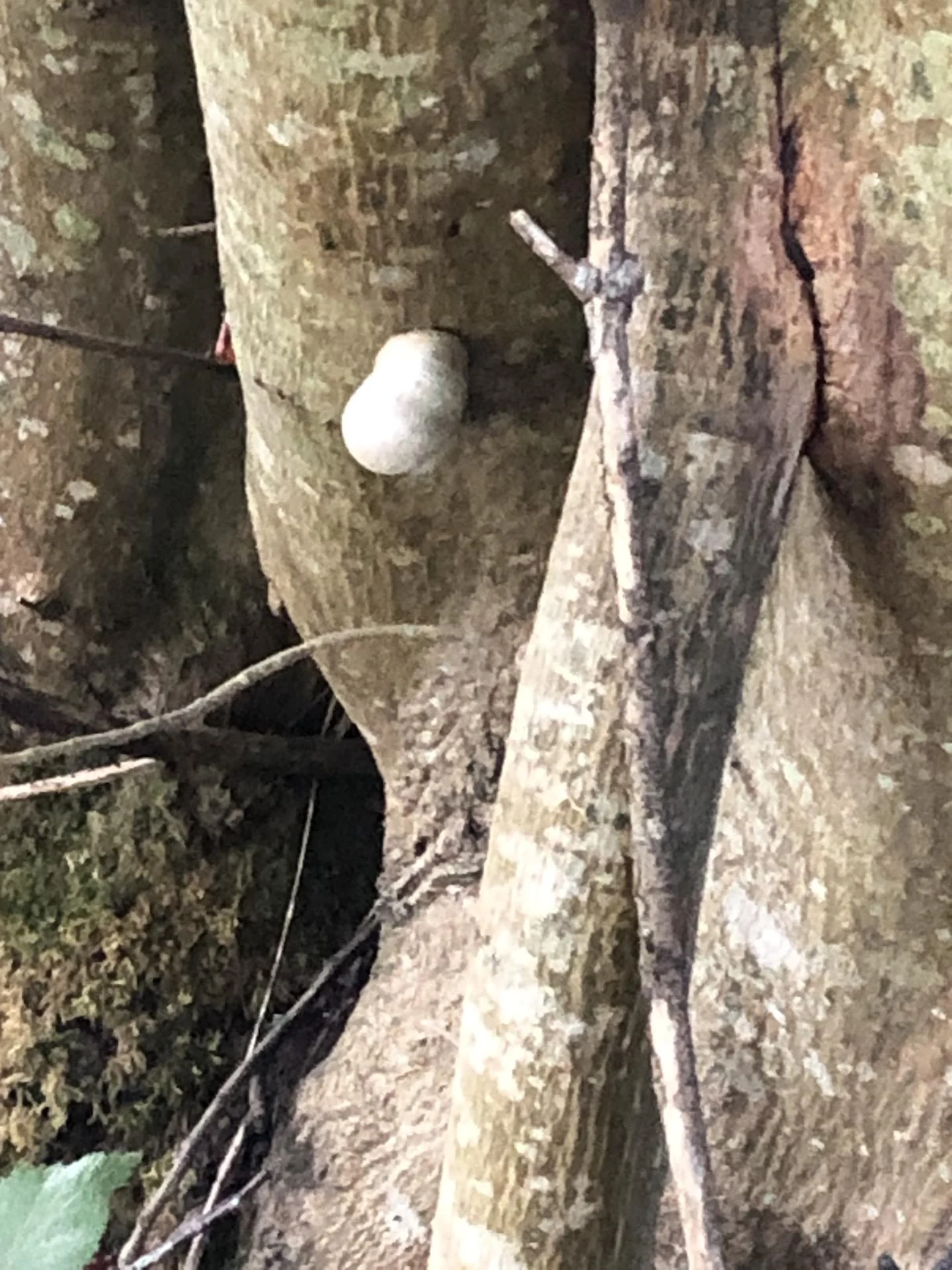 20251005 poesie du jour l escargot